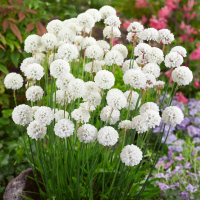 Армерия приморская Балерина Вайт (Armeria maritima Ballerina White), С2-С3