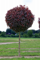 Клен остролистный Кримсон Сентри (Acer platanoides Crimson Sentry), шар на штамбе Н250-300  С34