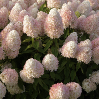 Гортензия метельчатая Свит Саммер (Hydrangea paniculata Magic Sweet Summer), штамб   C10