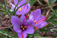 Крокус пoсевной (Crocus Sativus)