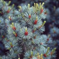 Сосна мелкоцветковая Негиши (Pinus parviflora 'Negishi'), H15-20  C2