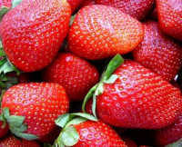 Земляника садовая Лакомка (Fragaria ananassa Lakomka)