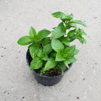 Мята Джинжер Минт (Mentha Ginger Mint), C0,8