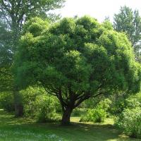 Ива ломкая Булата (Salix fragilis Bullata), C3; H40-60
