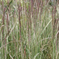 Вейник остроцветковый Овердэм (Calamagrostis acutiflora Overdam), C2