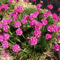 Армерия приморская Монинг Стар Дип Роуз (Armeria maritima Moning Star Deep Rose), С2