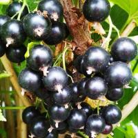Смородина черная Селеченская-2 (Ribes nigrum Selechenskaya-2)