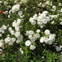 Роза почвопокровная Сванни (Rose groundcover Swany), C4
