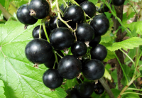 Смородина черная Белорусская сахарная (Ribes nigrum Belorusskaya Saharnaya), H80-100  ПЭТ