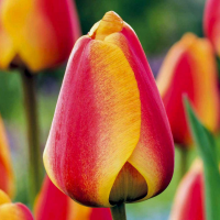 Тюльпан дарвинов гибрид Апельдорн (Tulip Darwin hybrid Apeldoorn)