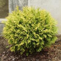 Туя западная Голден Глоб (Thuja occidentalis Golden Glob), H40-60, С5