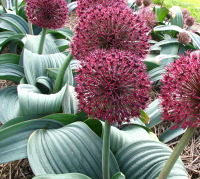 Аллиум каратавский (Allium karataviense)