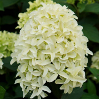 Гортензия Скайфолл (Hydrangea Skyfall), H15-25  P9