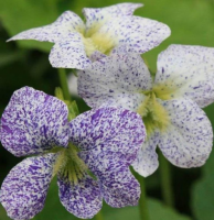 Фиалка Сорория Фреклс (Viola sororia Freckles), С2-С3