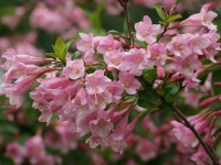 Вейгела Розеа (Weigela Rosea), H40-60  C3