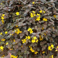 Вербейник монетчатый Миднайт Сан (Lysimachia nummularia Midnight Sun)