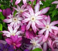 Клематис гибридный Тае (Clematis hybrida), p9