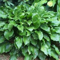 Хоста гибридная Инвинсибл (Hosta hybride Invincible)