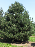 Сосна черная Нигра (Pinus nigra Nigra), H-80-100  C20