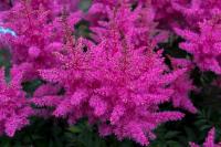 Астильба Арендса Аметист (Astilbe Arendsii Ametyst), С2-С3