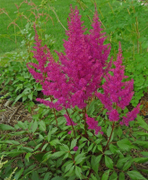 Астильба японская Элизабет ван Вин (Astilbe japonica Elizabeth van Win), С2-С3