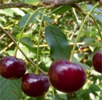 Вишня Десертная Морозовой (Prunus cerasus desertnaya Morozovoi)