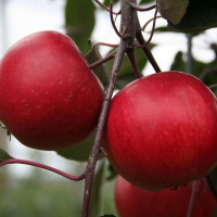 Яблоня Ред Пэшн (Malus domestica Red Passion), H120-180  C20