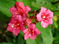 Вейгела цветущая Румба (Weigela florida Rumba), H40-60  C3