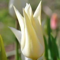 Тюльпан лилиецветный Саппоро (Tulip lily-flowered Sappor, шт.