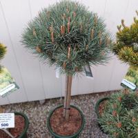 Сосна обыкновенная Ватерери (штамб) (Pinus sylvestris Watereri), H80  C10