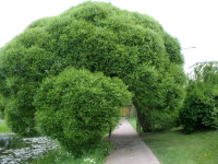 Ива ломкая Булата (Salix fragilis Bullata), p9