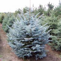 Ель колючая Глаука Маджестик Блю (Picea glauca Majestic Blue), H40-60  C3