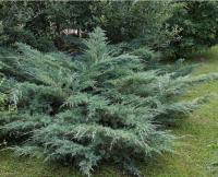 Можжевельник виргинский Хетц (Juniperus virginiana Hetz) C5; H40-60_