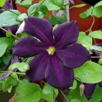 Клематис гибридный Романтика (Clematis hybrida), C2