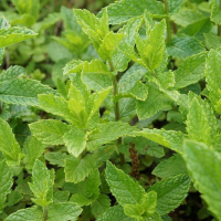 wМята Гарден Минт (Mentha Garden Mint), С0,6