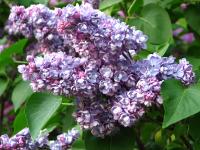 Сирень обыкновенная Ами Шотт (Syringa vulgaris Ami Schott), С3