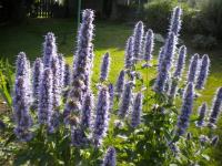 Агастахе Блю Фортун (Agastache  Blue Fortune), С2-С3