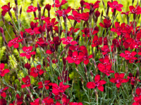 Гвоздика травянка красная (Dianthus deltoides rubra), С1.5