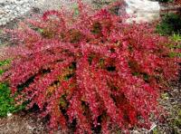 Барбарис Ред Карпет (Berberis thunbergii Red Carpet), H040-060  С2