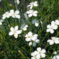 Гвоздика травянка белая (Dianthus deltoides alba), С1.5