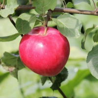 Яблоня Красное раннее  (Malus Krasnoe rannee), H130-150; С4