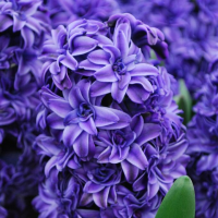 Гиацинт махровый Роял Нэви (Hyacinthus Royal Na