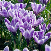 Крокус крупноцветковый Кинг Оф Страйпд (Crocus King of Striped)