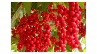 Лимонник китайский Первенец (Schisandra chinensis Pervenets), H20-30  ПЭТv