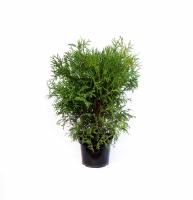 Туя западная Вудварди (Thuja occidentalis Woodwardii), H40-60; C3