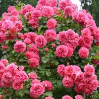 Роза плетистая Розариум Ютерсен (Rose сlimber Rosarium Uestersen), С2