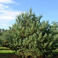 Сосна обыкновенная Норске Тип (Pinus sylvestris Norske Typ), H40-60  C6