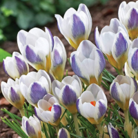 Крокус ботанический Блю Берд (Crocus Blue Bird)