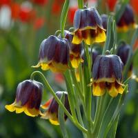 Рябчик михайловского (Fritillaria michailovskyi)