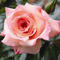 Роза плетистая Барок (Barock)4